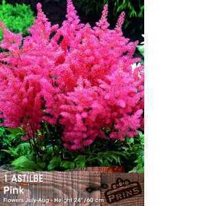 Astilbe Pink Pre-Packed Perennial 1 Per Pack