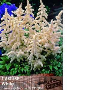 Astilbe White Pre-Packed Perennial 1 Per Pack