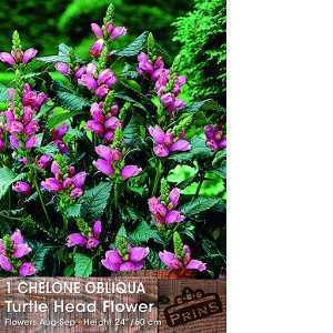 Chelone Obliqua Turtle Head Flower Pre-Packed Perennial 1 Per Pack