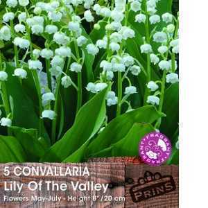 Convallaria Lily of the Valley Pre-Packed Perennials 5 Per Pack