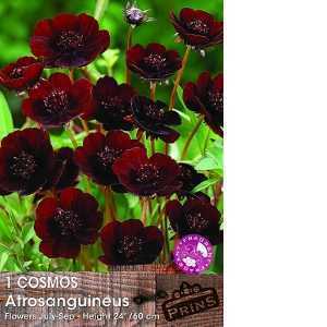 Cosmos Atrosanguineus Chocolate Cosmos Pre-Packed Perennials 1 Per Pack