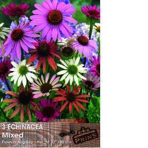 Echinacea Mixed Pre-Packed Perennials 3 Per Pack
