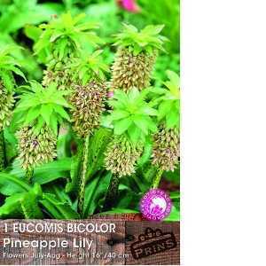Eucomis Bicolor Pineapple Lily Pre-Packed Perennial 1 Per Pack