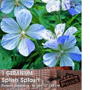 Geranium Splish Splash Pre-Packed Perennial Plant 1 Per Pack