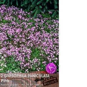 Gypsophila Paniculata Pink  Pink Babys Breath Pre-Packed Perennial 2 Per Pack