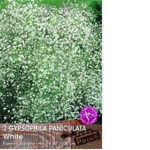 Gypsophila Paniculata White  White Babys Breath Pre-Packed Perennials 2 Per Pack