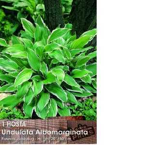 Hosta Undulata Albomarginata (Wavy Plantain Lily) Pre-Packed Perennial 1 Per Pack