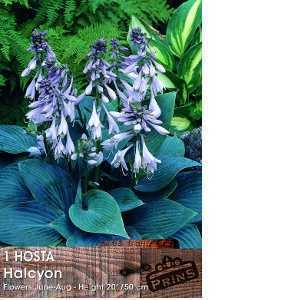 Hosta Halcyon Pre-Packed Perennial 1 Per Pack