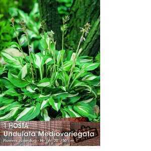 Hosta Undulata Mediovariegata Pre-Packed Perennial 1 Per Pack