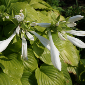 Hosta Royal Standard