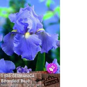 Iris Germanica Bearded Blue Pre-Packed Perennial 1 Per Pack