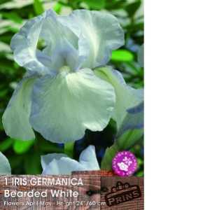 Iris Germanica Bearded White Pre-Packed Perennial 1 Per Pack
