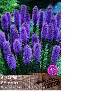 Liatris spicata (Button Snakewort) Pink Pre-Packed Perennials 5 Per Pack