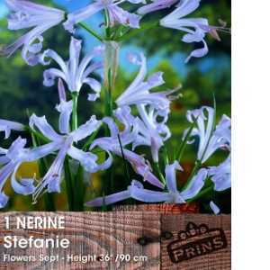 Nerine Bowdenii Stefanie (Stephanie) Pre-Packed Perennial 1 Per Pack