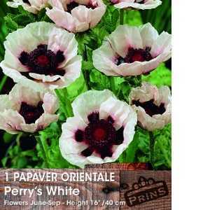 Papaver Orientale Perry