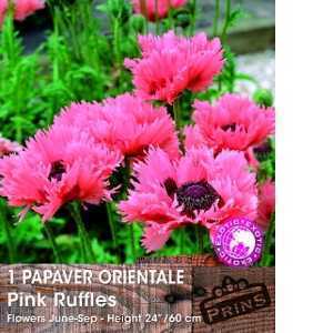 Papaver Orientale Pink Ruffles (Oriental Poppy) Pre-Packed Perennials 1 Per Pack