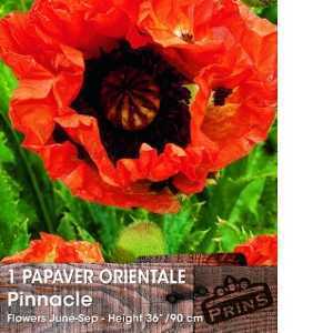 Papaver Orientale Pinnacle (Oriental Poppy) Pre-Packed Perennial 1 Per Pack