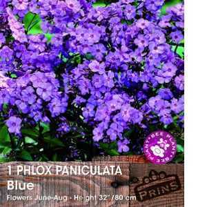 Phlox Paniculata Blue Pre-Packed Perennial 1 Per Pack