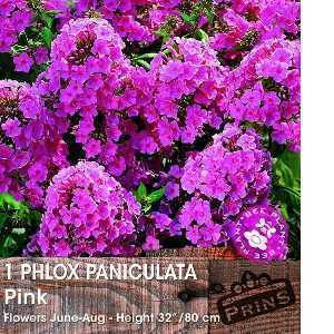 Phlox Paniculata Pink Pre-Packed Perennial 1 Per Pack