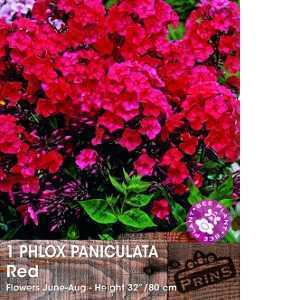 Phlox Paniculata Red Pre-Packed Perennial 1 Per Pack