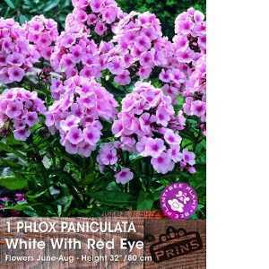 Phlox Paniculata White With Red Eye Pre-Packed Perennial 1 Per Pack