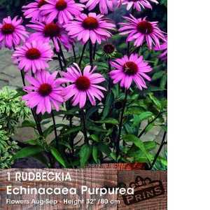 Rudbeckia Echinacea Purpurea Pre-Packed Perennial 1 Per Pack