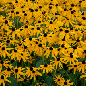 Rudbeckia Speciosa Goldsturm