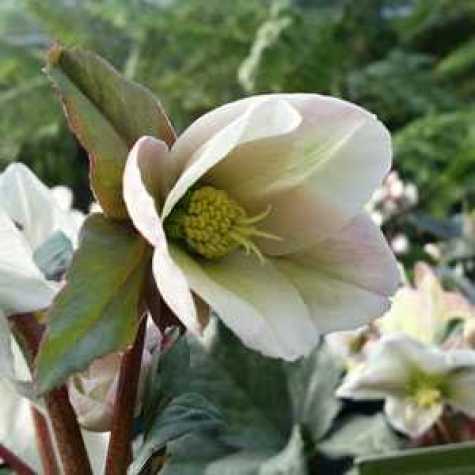 Helleborus Winter Moonbeam