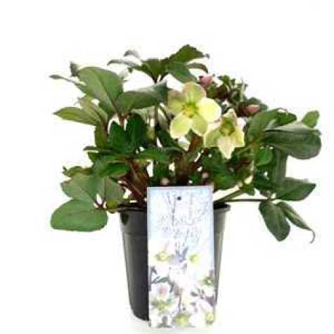 Helleborus Pirouette