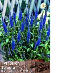 Veronica Spicata Pre-Packed Perennial 1 Per Pack