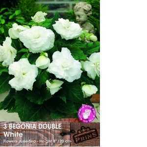 Begonia Double White Bulbs 3 Per Pack