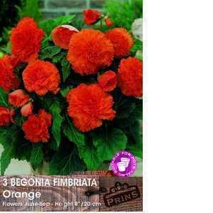 Begonia Fimbriata (Fringed) Orange Bulbs 3 Per Pack