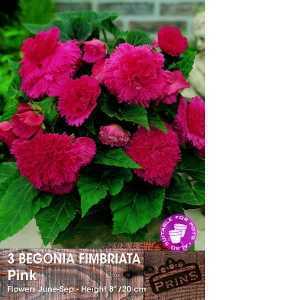 Begonia Fimbriata (Fringed) Pink Bulbs 3 Per Pack