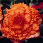 Begonia Tuber/Bulb Pacific Hybrid Prima Donna Ruffled Apricot 1 Per Pack