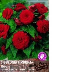 Begonia Fimbriata (Fringed) Red Bulbs 3 Per Pack
