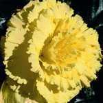 Begonia Tuber/Bulbs Pacific Hybrid Prima Donna Ruffled Yellow 1 Per Pack