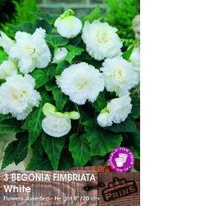 Begonia Fimbriata (Fringed) White Bulbs 3 Per Pack