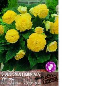 Begonia Fimbriata (Fringed) Yellow Bulbs 3 Per Pack