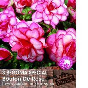Begonia Special Bouton De Rose Bulbs 3 Per Pack