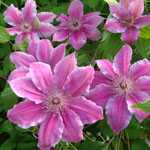 Clematis Girenas