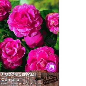 Begonia Special Camelia Bulbs 3 Per Pack