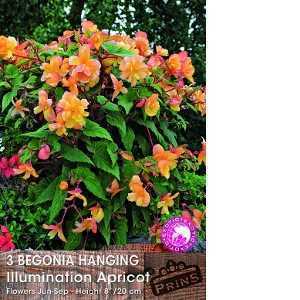 Begonia Hanging Illumination Apricot Bulbs 3 Per Pack