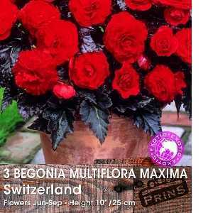 Begonia Multiflora Maxima Switzerland Bulbs 3 Per Pack