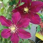 Clematis Niobe Climbing Plant