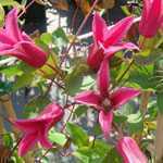 Clematis Texensis Princess Diana (Princess of Wales)