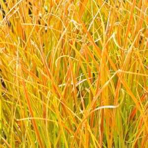 Carex Testacea Prairie Fire (Indian Summer)