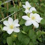 Clematis Shirayukihime (Snow White)