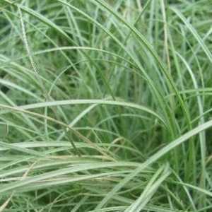 Carex Comans Amazon Mist