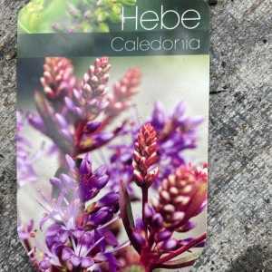 Hebe Caledonia Exclusive Collection