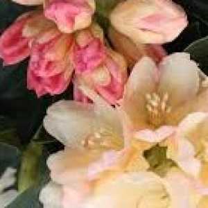 Rhododendron Yakushimanum Golden Torch'
